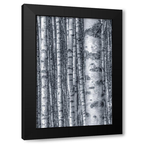 Birches 2 Black Modern Wood Framed Art Print with Double Matting by Allen, Kimberly