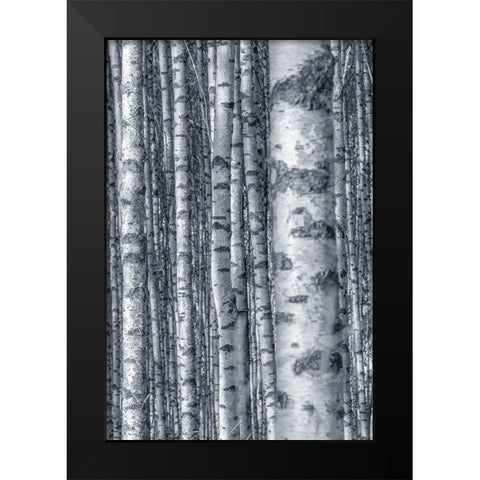 Birches 2 Black Modern Wood Framed Art Print by Allen, Kimberly