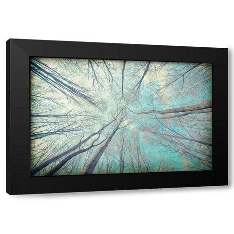 My View Up Black Modern Wood Framed Art Print by Kimberly, Allen