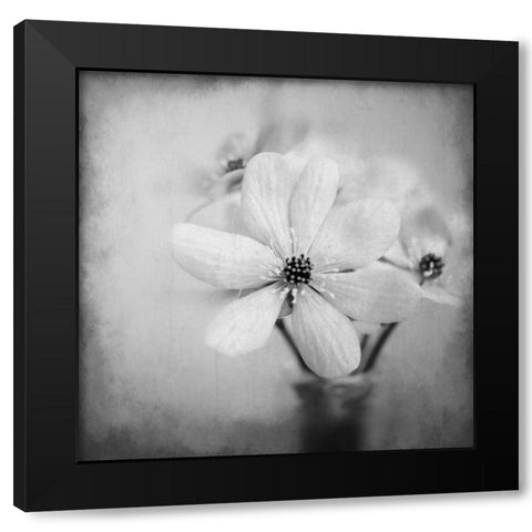 Blooms 1 Black Modern Wood Framed Art Print by Allen, Kimberly