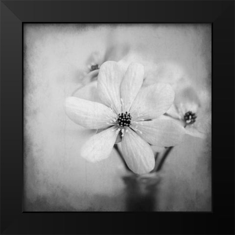 Blooms 1 Black Modern Wood Framed Art Print by Allen, Kimberly