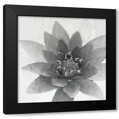 Lotus 1 Black Modern Wood Framed Art Print with Double Matting by Kimberly, Allen