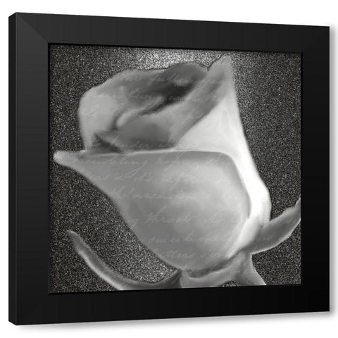 Grey Rose 2 Black Modern Wood Framed Art Print with Double Matting by Kimberly, Allen