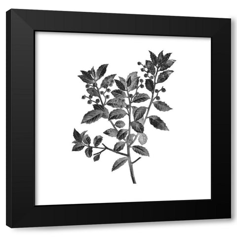 Botanical Black 2 Black Modern Wood Framed Art Print with Double Matting by Kimberly, Allen