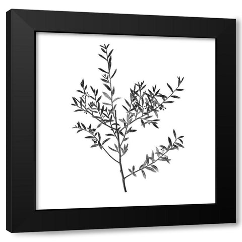 Botanical Black 3 Black Modern Wood Framed Art Print with Double Matting by Kimberly, Allen