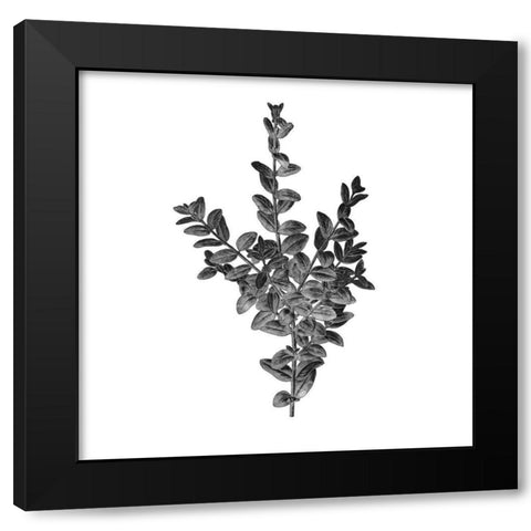 Botanical Black 4 Black Modern Wood Framed Art Print with Double Matting by Kimberly, Allen