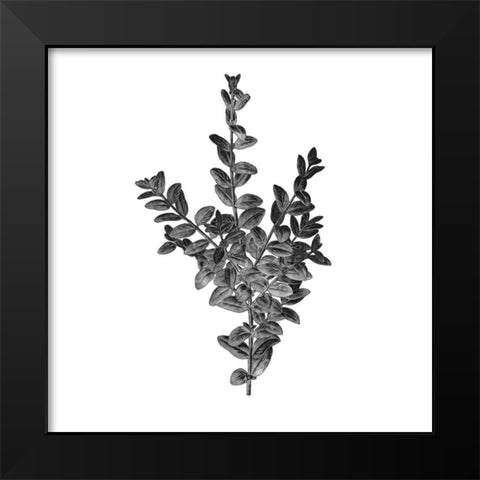 Botanical Black 4 Black Modern Wood Framed Art Print by Kimberly, Allen