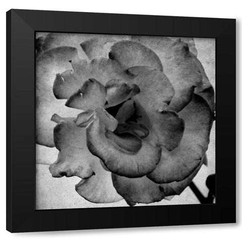 White Blooming 1 Black Modern Wood Framed Art Print by Kimberly, Allen