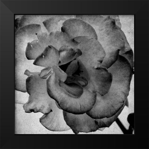 White Blooming 1 Black Modern Wood Framed Art Print by Kimberly, Allen