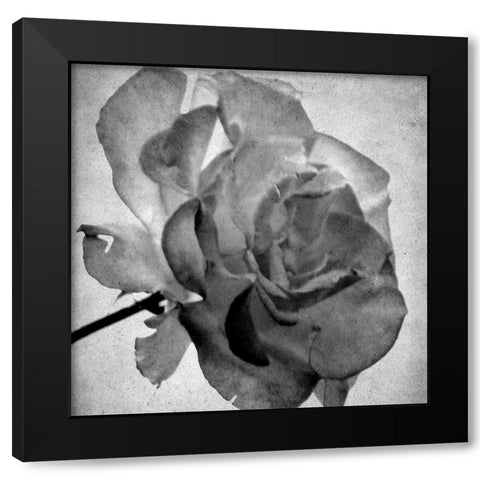 White Blooming 2 Black Modern Wood Framed Art Print with Double Matting by Kimberly, Allen
