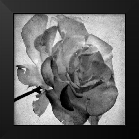 White Blooming 2 Black Modern Wood Framed Art Print by Kimberly, Allen