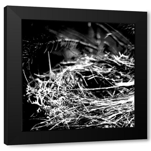 White Nest 1 Black Modern Wood Framed Art Print with Double Matting by Kimberly, Allen