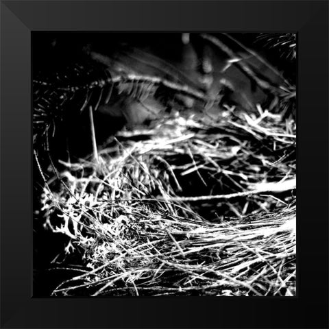 White Nest 1 Black Modern Wood Framed Art Print by Kimberly, Allen