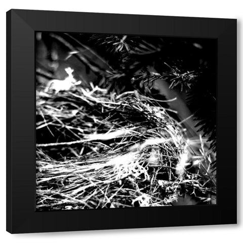 White Nest 2 Black Modern Wood Framed Art Print by Kimberly, Allen