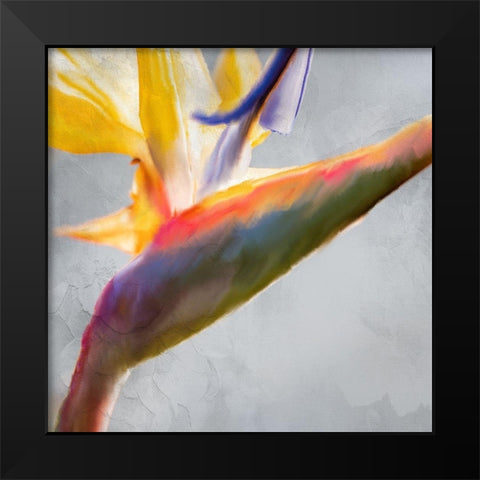 Strelitzia 1 Black Modern Wood Framed Art Print by Kimberly, Allen