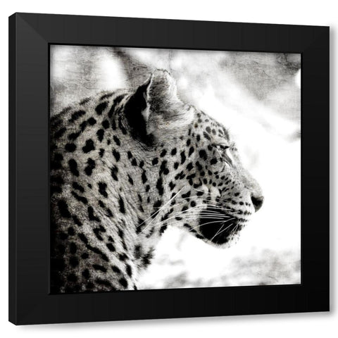 Leopard Gaze Black Modern Wood Framed Art Print with Double Matting by Allen, Kimberly