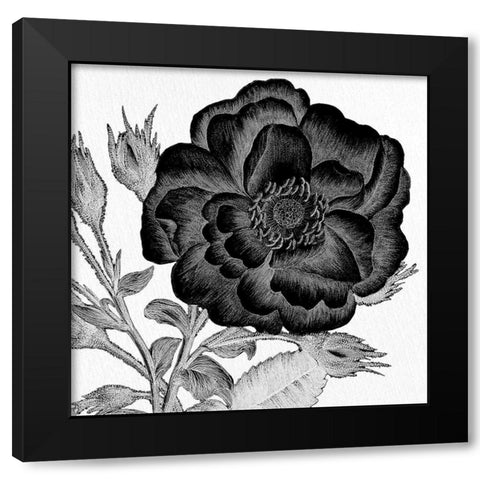 Black and White Bloom 1 Black Modern Wood Framed Art Print with Double Matting by Allen, Kimberly
