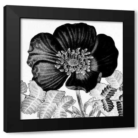 Black and White Bloom 2 Black Modern Wood Framed Art Print with Double Matting by Allen, Kimberly