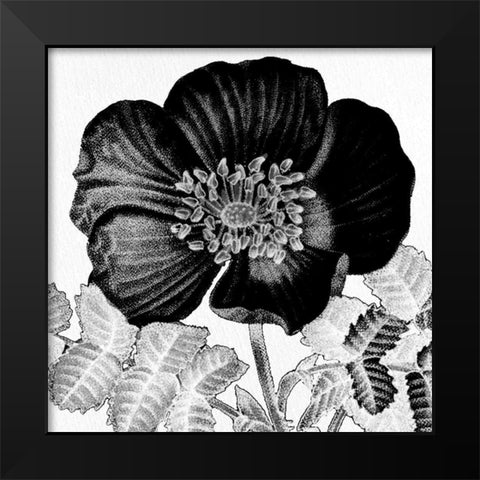 Black and White Bloom 2 Black Modern Wood Framed Art Print by Allen, Kimberly