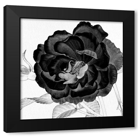 Black and White Bloom 3 Black Modern Wood Framed Art Print by Allen, Kimberly