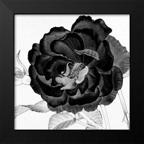 Black and White Bloom 3 Black Modern Wood Framed Art Print by Allen, Kimberly