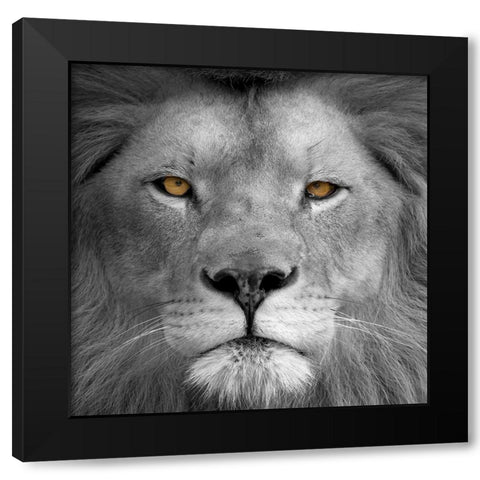 Lion Power Black Modern Wood Framed Art Print with Double Matting by Allen, Kimberly