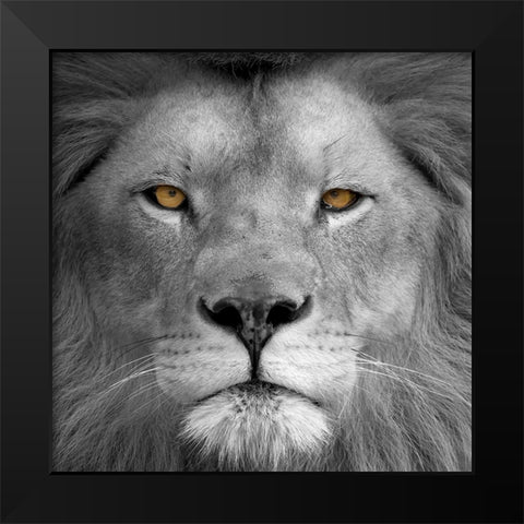 Lion Power Black Modern Wood Framed Art Print by Allen, Kimberly