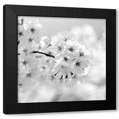 Postcard Magnolia 1 Black Modern Wood Framed Art Print with Double Matting by Kimberly, Allen