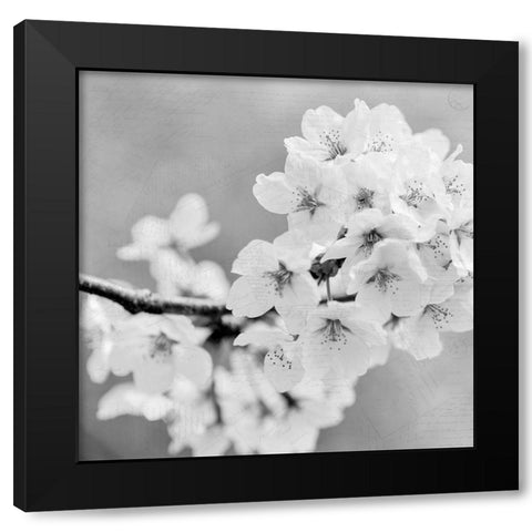 Postcard Magnolia 3 Black Modern Wood Framed Art Print by Kimberly, Allen