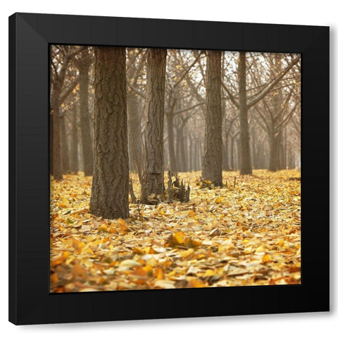 Forest Floor 1 Black Modern Wood Framed Art Print by Kimberly, Allen