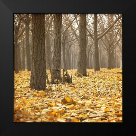 Forest Floor 1 Black Modern Wood Framed Art Print by Kimberly, Allen