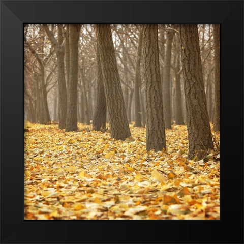 Forest Floor 2 Black Modern Wood Framed Art Print by Kimberly, Allen