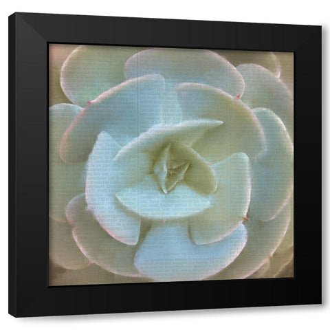 Newspaper Succulent 2 Black Modern Wood Framed Art Print with Double Matting by Kimberly, Allen