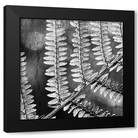 Silver Fern 1 Black Modern Wood Framed Art Print with Double Matting by Kimberly, Allen