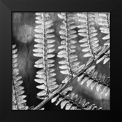 Silver Fern 1 Black Modern Wood Framed Art Print by Kimberly, Allen