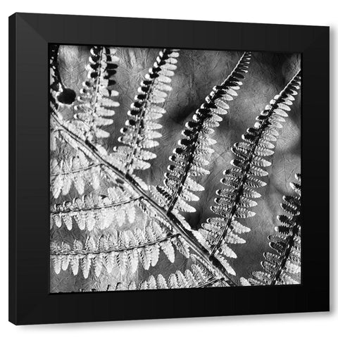 Silver Fern 2 Black Modern Wood Framed Art Print with Double Matting by Kimberly, Allen