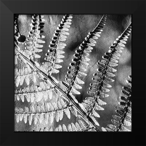 Silver Fern 2 Black Modern Wood Framed Art Print by Kimberly, Allen