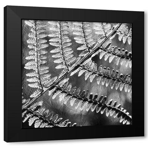 Silver Fern 3 Black Modern Wood Framed Art Print by Kimberly, Allen