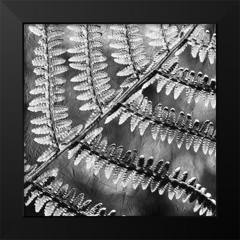 Silver Fern 3 Black Modern Wood Framed Art Print by Kimberly, Allen