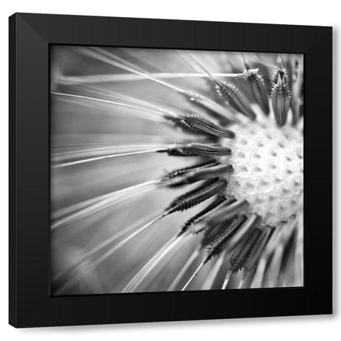 Upclose 1 Black Modern Wood Framed Art Print by Kimberly, Allen