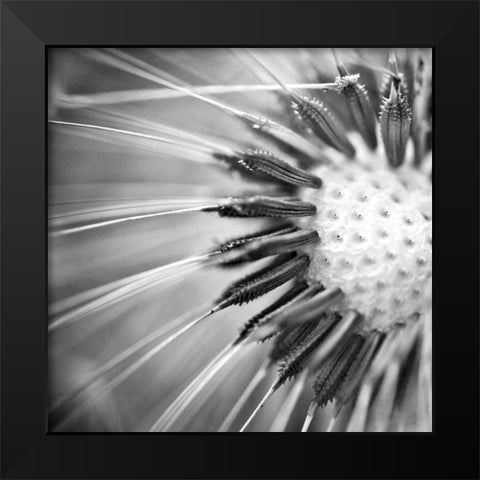 Upclose 1 Black Modern Wood Framed Art Print by Kimberly, Allen
