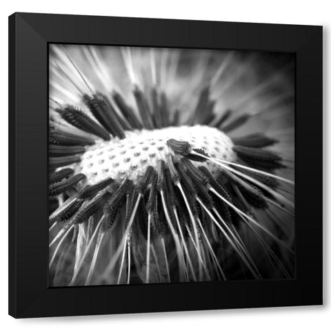Upclose 2 Black Modern Wood Framed Art Print by Kimberly, Allen