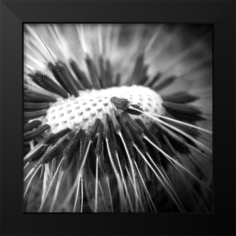 Upclose 2 Black Modern Wood Framed Art Print by Kimberly, Allen