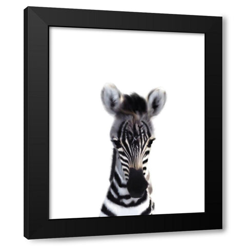 Baby Zebra Black Modern Wood Framed Art Print with Double Matting by Straatsma, Leah