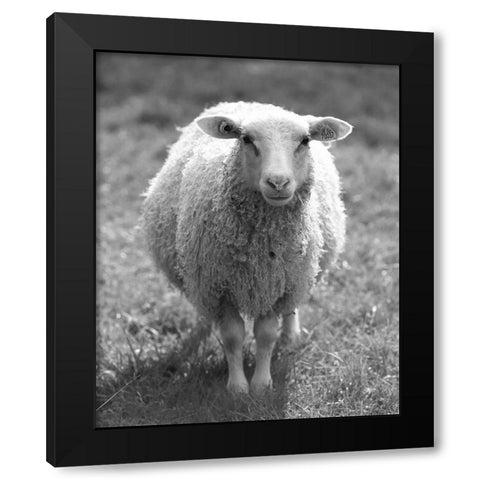 Cute Sheep Black Modern Wood Framed Art Print by Straatsma, Leah