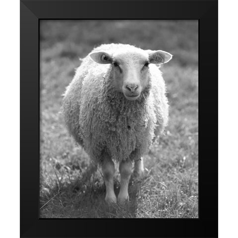Cute Sheep Black Modern Wood Framed Art Print by Straatsma, Leah