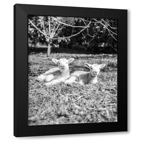 Two Sheep Black Modern Wood Framed Art Print with Double Matting by Straatsma, Leah