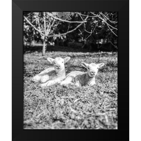 Two Sheep Black Modern Wood Framed Art Print by Straatsma, Leah