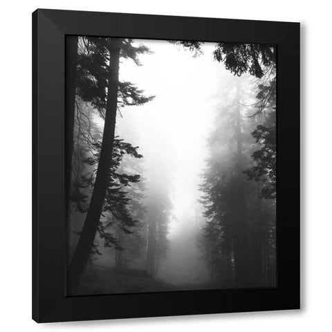 Misty Path Black Modern Wood Framed Art Print with Double Matting by Straatsma, Leah