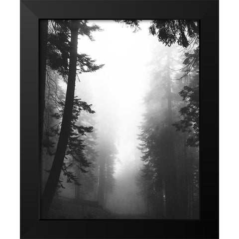 Misty Path Black Modern Wood Framed Art Print by Straatsma, Leah